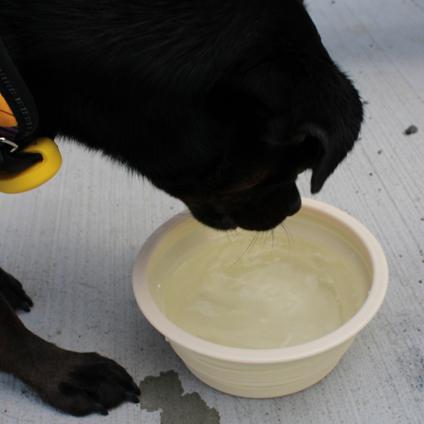 Collapsible Dog Bowls