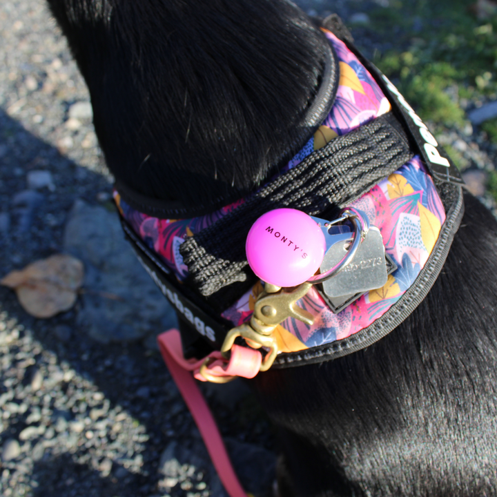 Collier lumineux pour chien – Alimenté par batterie