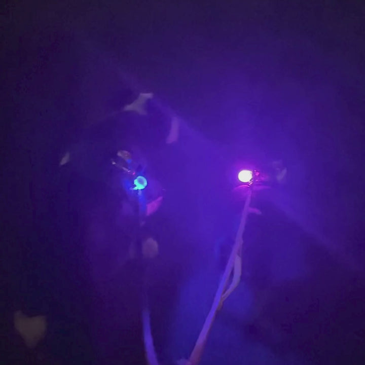 Collier lumineux pour chien – Alimenté par batterie