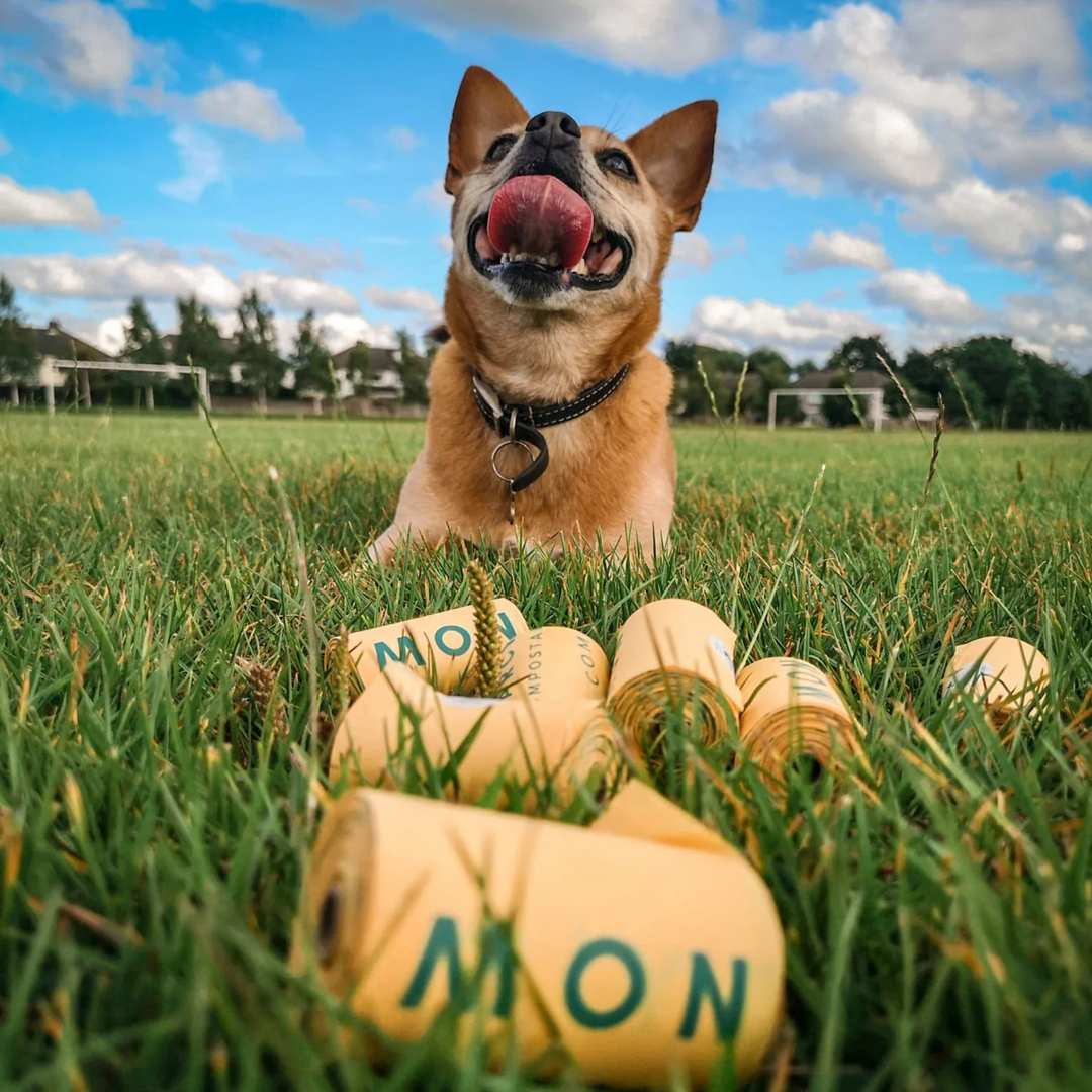 Cornstarch Poop Bags & Dog Walking Accessories