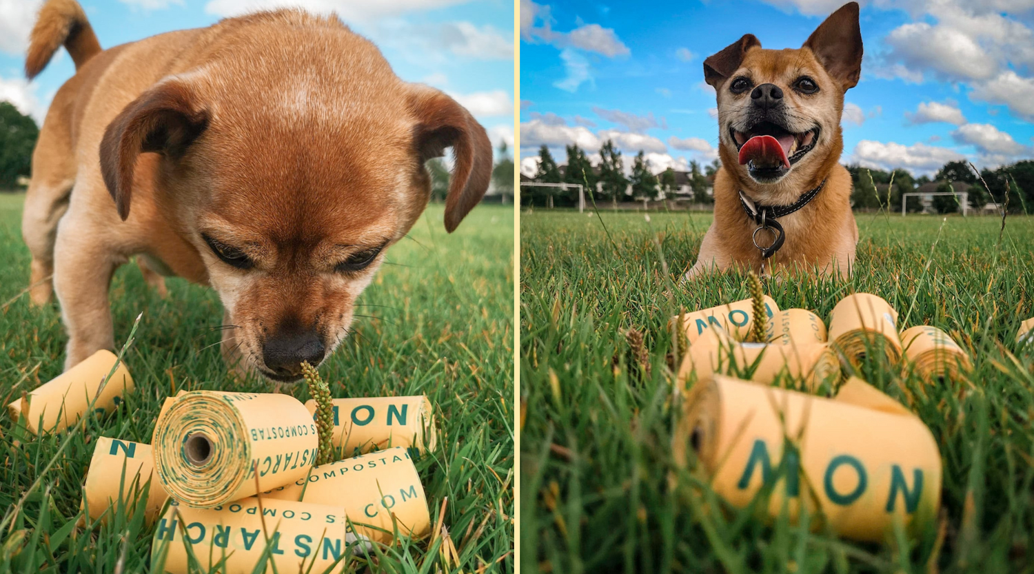 Cornstarch dog poop bags top
