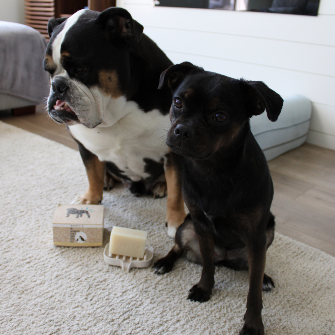 Ensemble de barre de shampoing naturelle pour animaux de compagnie et de porte-savon en paille de blé