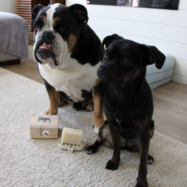 Ensemble de barre de shampoing naturelle pour animaux de compagnie et de porte-savon en paille de blé