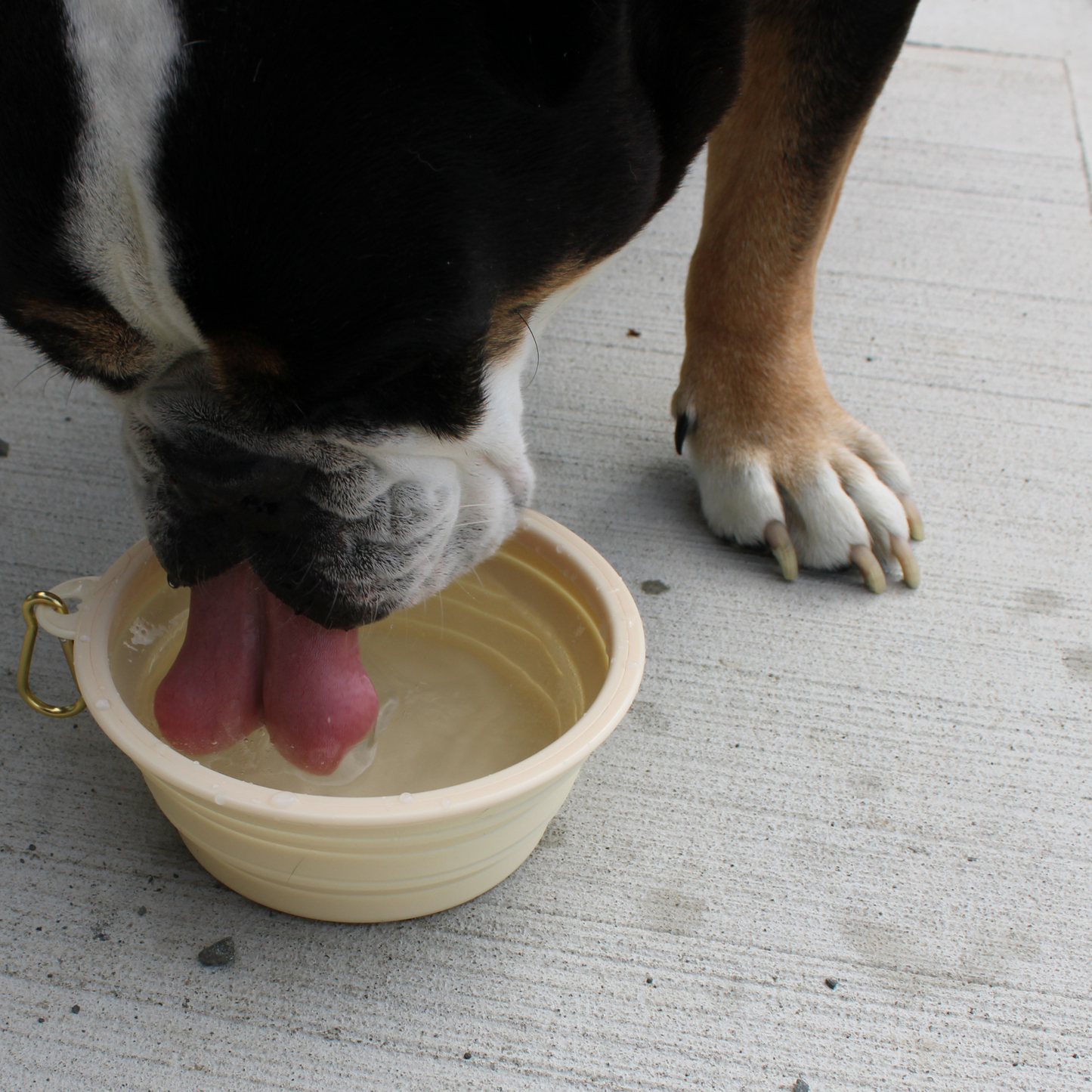 Collapsible Silicone Dog Bowls
