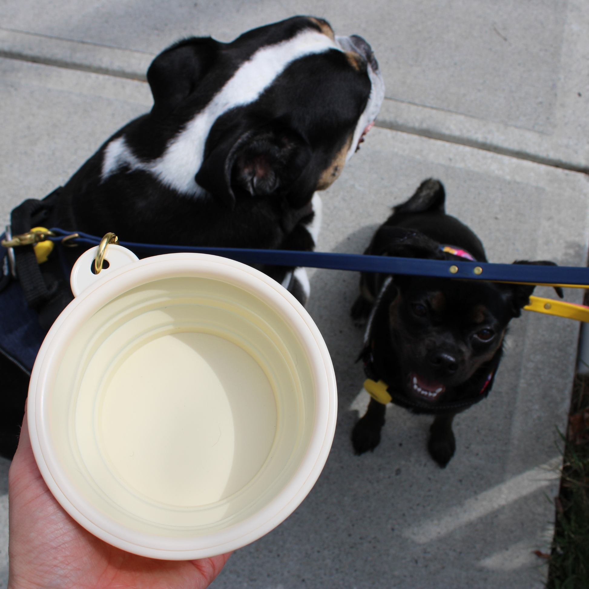 Dog bowl that opens with deals collar
