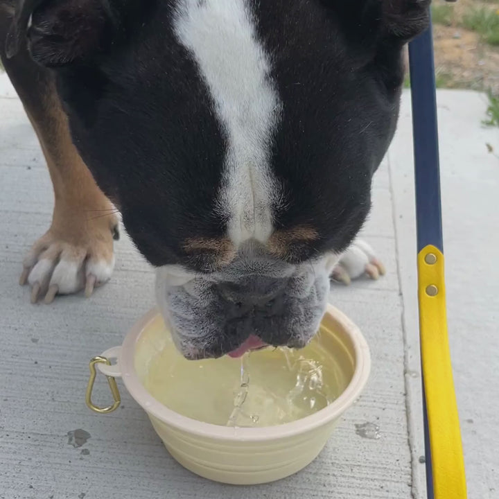 Collapsible Silicone Pet Bowls